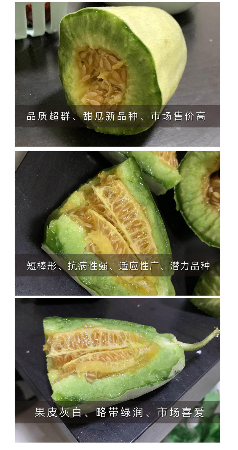 中科茂华瓜果种子中科75-76优质甜瓜种子薄皮肉厚