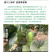 中科茂华瓜果种子中科75-76优质甜瓜种子薄皮肉厚