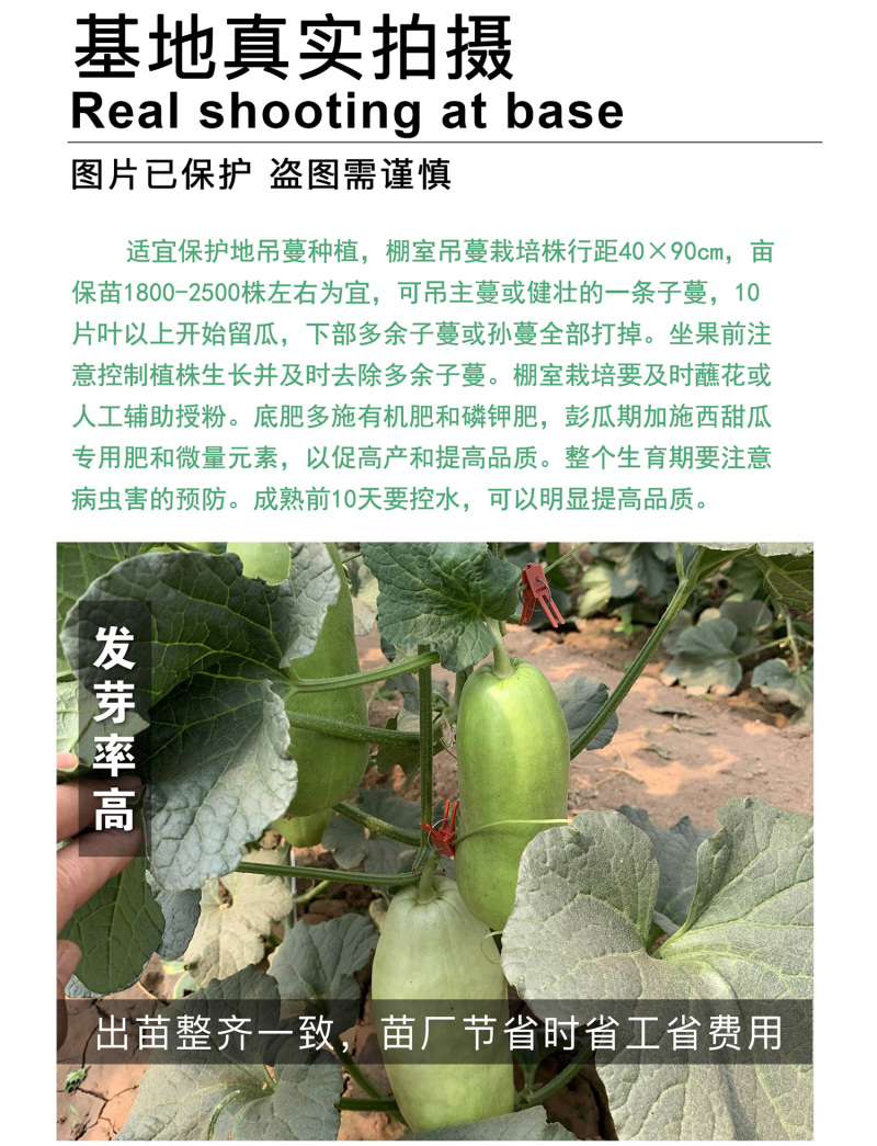 中科茂华瓜果种子中科75-76优质甜瓜种子薄皮肉厚
