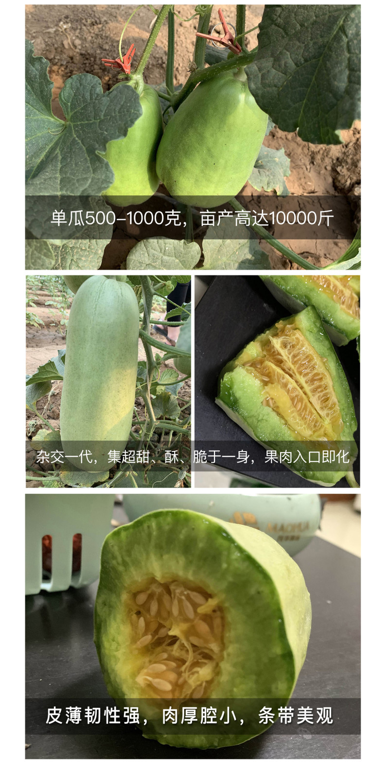 中科茂华瓜果种子中科75-76优质甜瓜种子薄皮肉厚