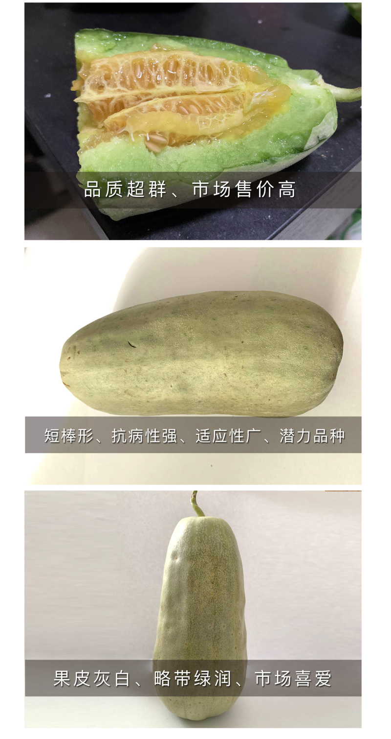中科茂华瓜果种子中科75-76优质甜瓜种子薄皮肉厚