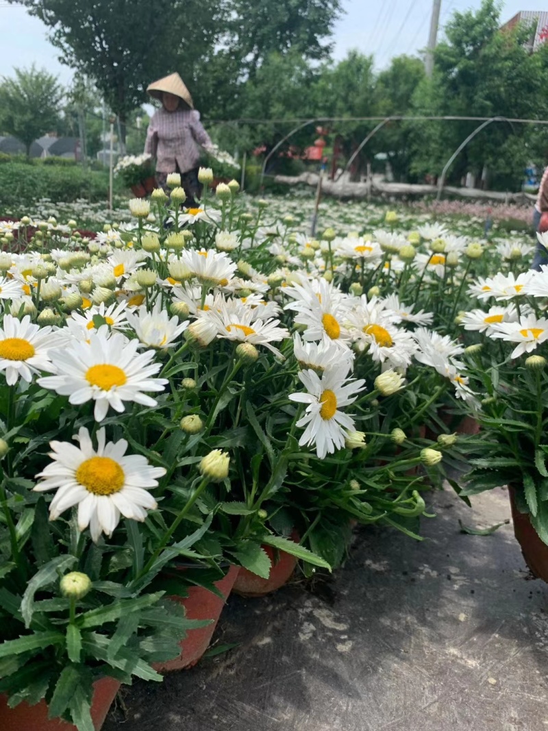 出售双色杯大花滨菊花市盆花质量上乘可视频看货