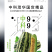 中科茂华瓜果种子中科90-99甜瓜种子花皮绿肉橘瓤薄皮