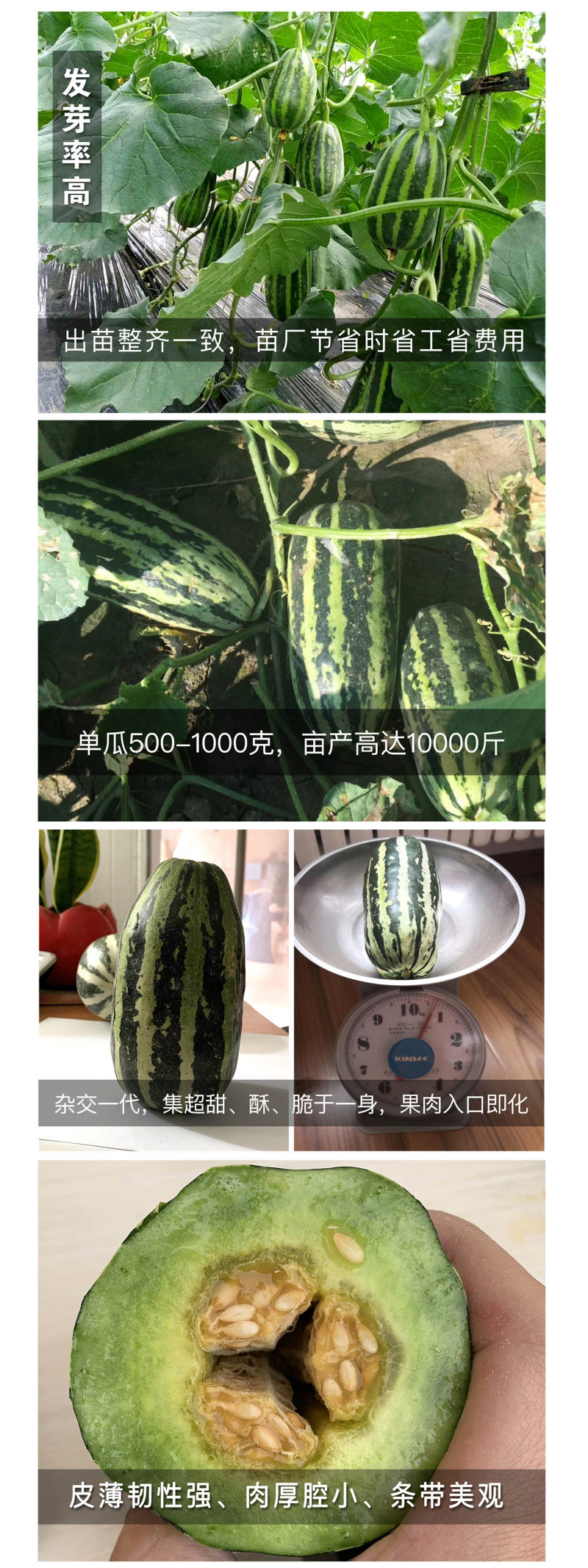 中科茂华瓜果种子中科90-99甜瓜种子花皮绿肉橘瓤薄皮