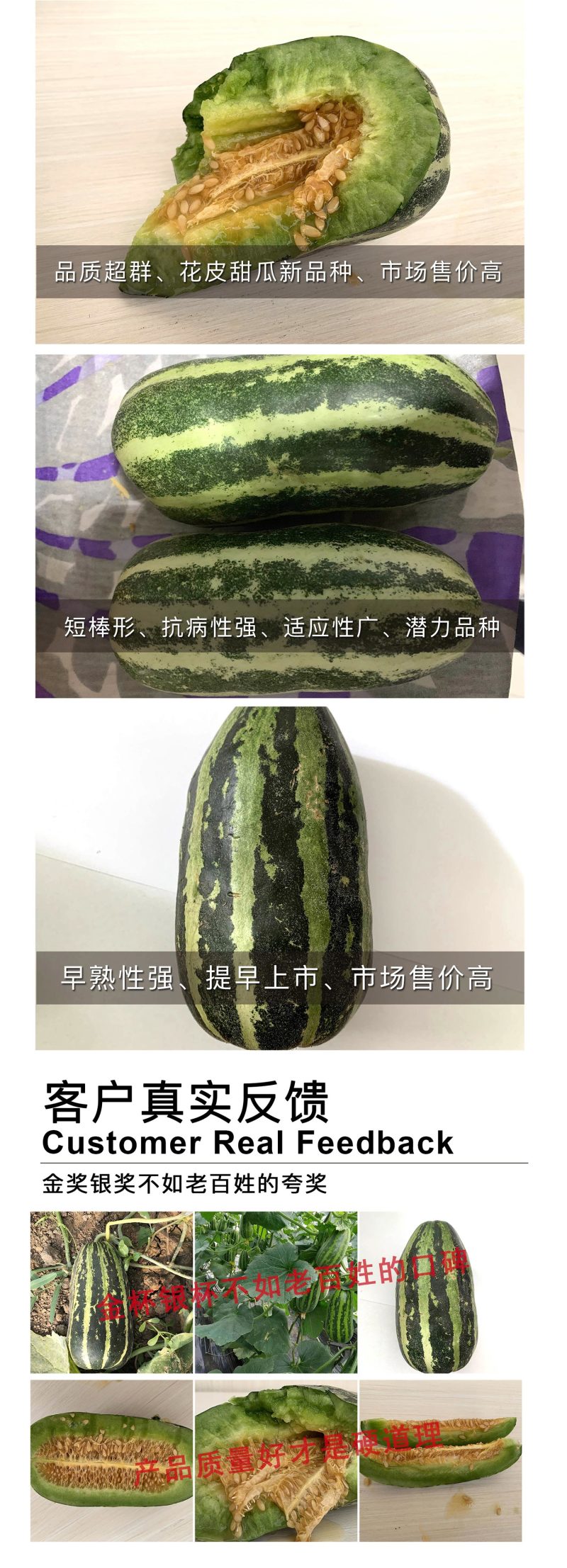 中科茂华瓜果种子中科90-99甜瓜种子花皮绿肉橘瓤薄皮