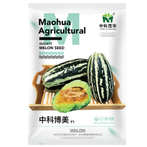 中科茂华中科博美甜瓜种子博洋系列9号91号类型花皮绿肉