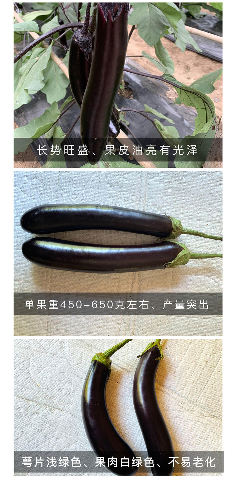 中科茂华蔬菜种子中科黑龙茄子种子绿萼黑长茄种籽黑又亮白绿