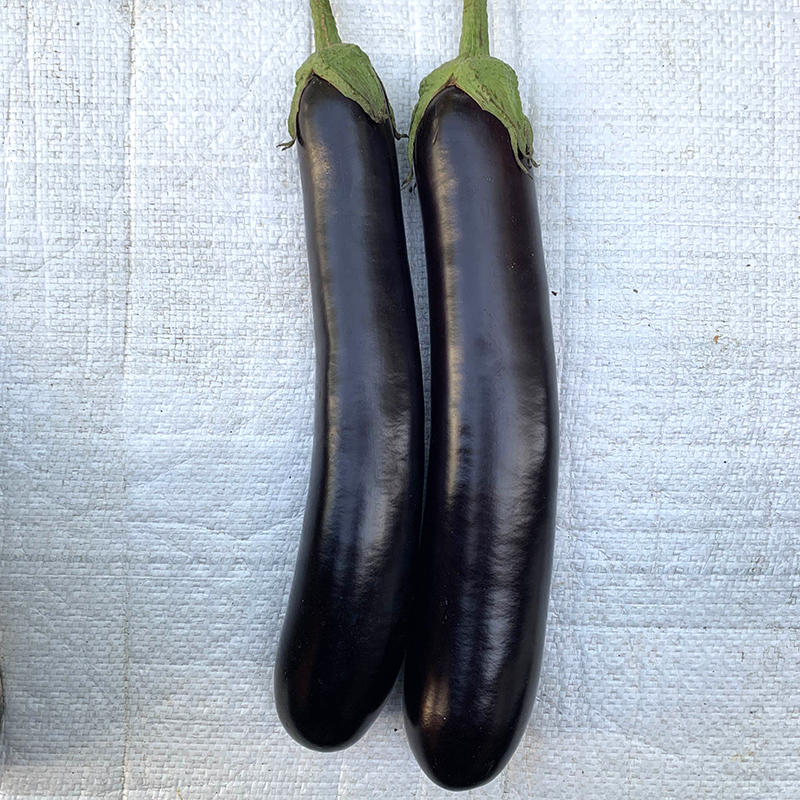 中科茂华蔬菜种子中科黑龙茄子种子绿萼黑长茄种籽黑又亮白绿
