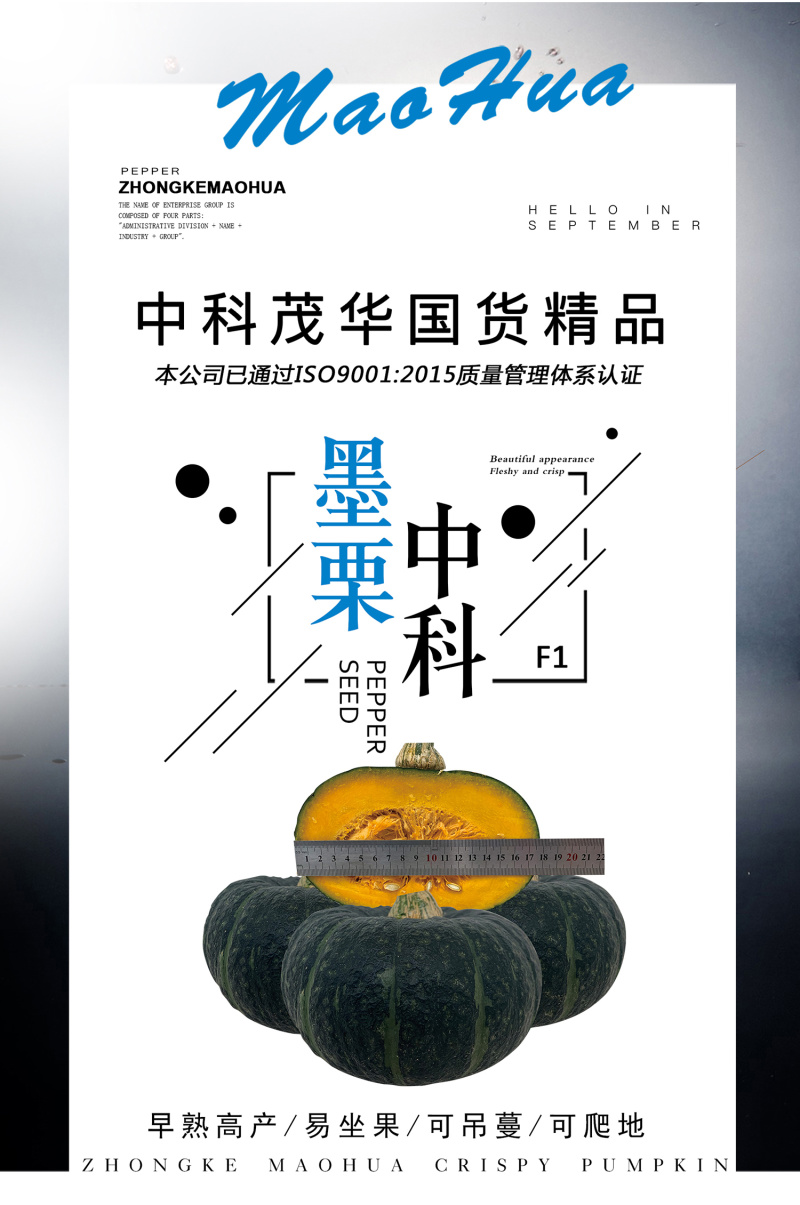 中科茂华中科墨栗南瓜种子高圆扁圆绿栗新西兰类型南瓜新