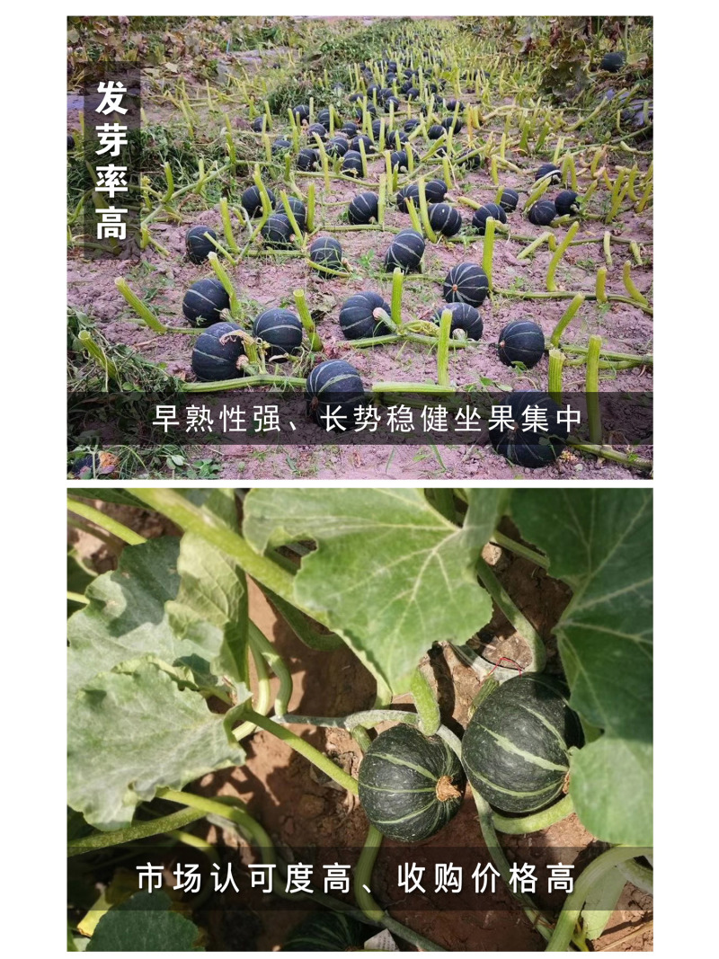 中科茂华中科墨栗南瓜种子高圆扁圆绿栗新西兰类型南瓜新