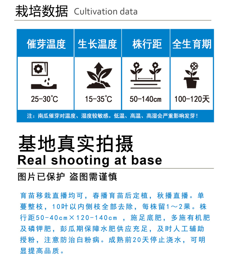 中科茂华中科墨栗南瓜种子高圆扁圆绿栗新西兰类型南瓜新