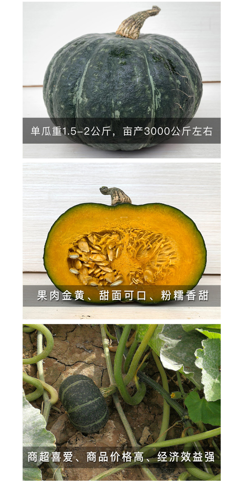 中科茂华中科墨栗南瓜种子高圆扁圆绿栗新西兰类型南瓜新