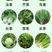 天达2116叶菜专用叶面肥白菜菠菜油菜甘蓝韭菜等叶片