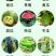 天达2116瓜茄果专用叶面肥保花保果提质增产解药害