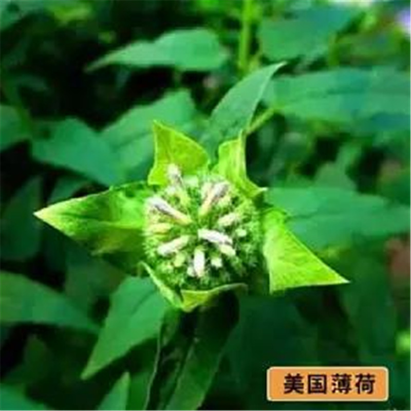 薄荷种子猫薄荷四季室内花开花易爆盆提神植物可食用香草盆栽