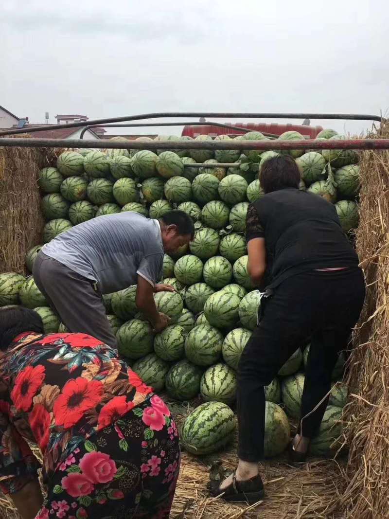 【西瓜】陕西汉中西农8号西瓜包熟包甜现摘现发欢迎采购