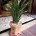 浓香型兰花墨兰企黑盆栽兰花苗花草绿植室内好养植物花卉