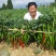 四川辣椒种子川椒种业线椒种子川椒19号8g/袋