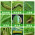 广从10%甲维茚虫威葳稻纵卷叶螟绿叶蝉菜青虫农药杀虫剂包