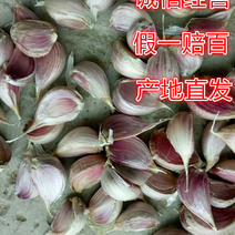 红根蒜苗种子四季可种植人工分瓣质量有保障欢迎下单