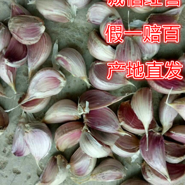 红根蒜苗种子四季可种植人工分瓣质量有保障欢迎下单