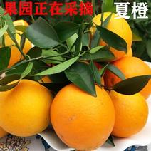 夏橙【热卖中】青甜可口鲜果现摘现卖，大小均匀，坏果包赔