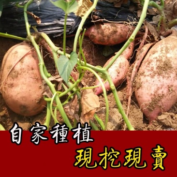 龙薯九号红薯地瓜大量供应保质保量