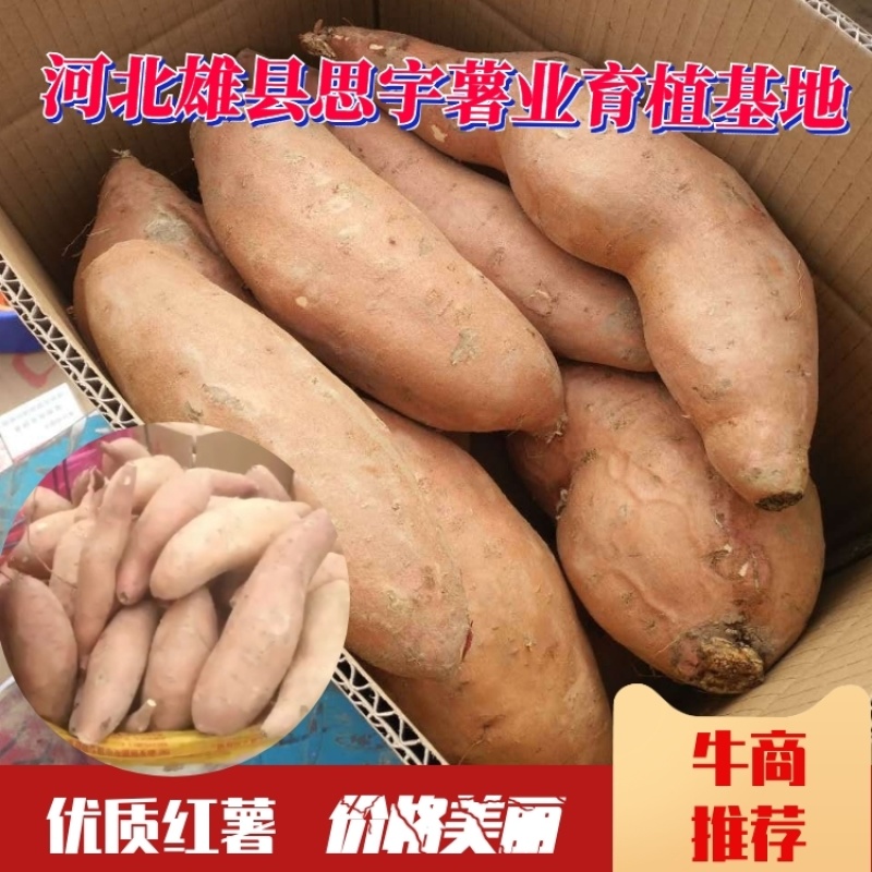 龙薯九号红薯地瓜大量供应保质保量