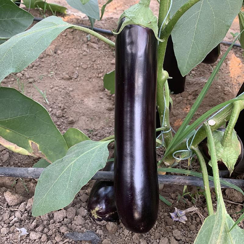 中科茂华蔬菜种子中科黑龙茄子种子绿萼黑长茄黑又亮白绿