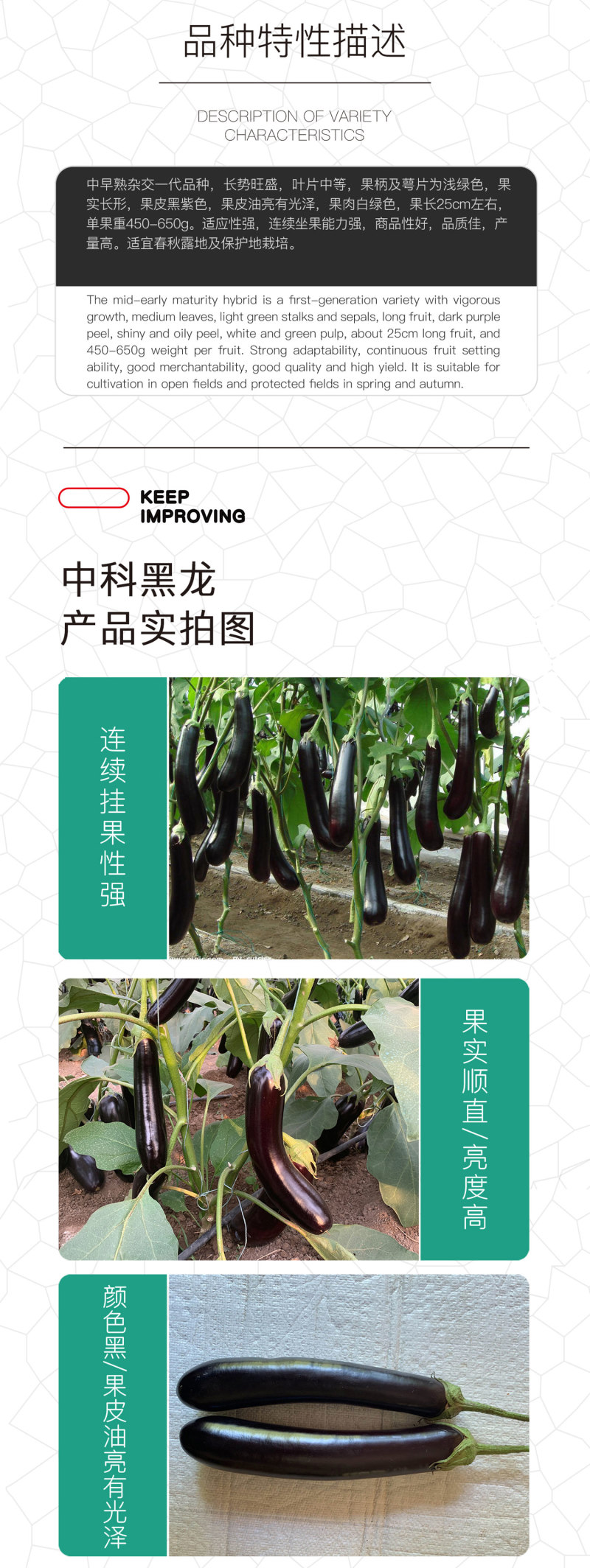 中科茂华蔬菜种子中科黑龙茄子种子绿萼黑长茄黑又亮白绿