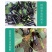 中科茂华蔬菜种子中科黑龙茄子种子绿萼黑长茄黑又亮白绿