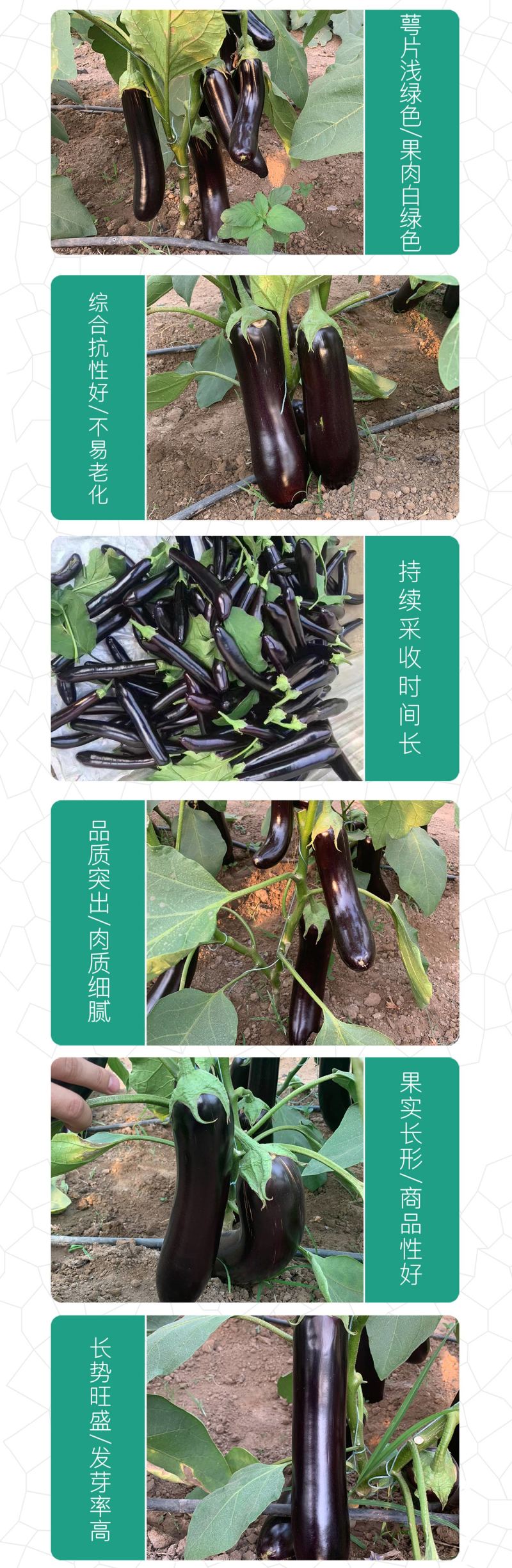 中科茂华蔬菜种子中科黑龙茄子种子绿萼黑长茄黑又亮白绿
