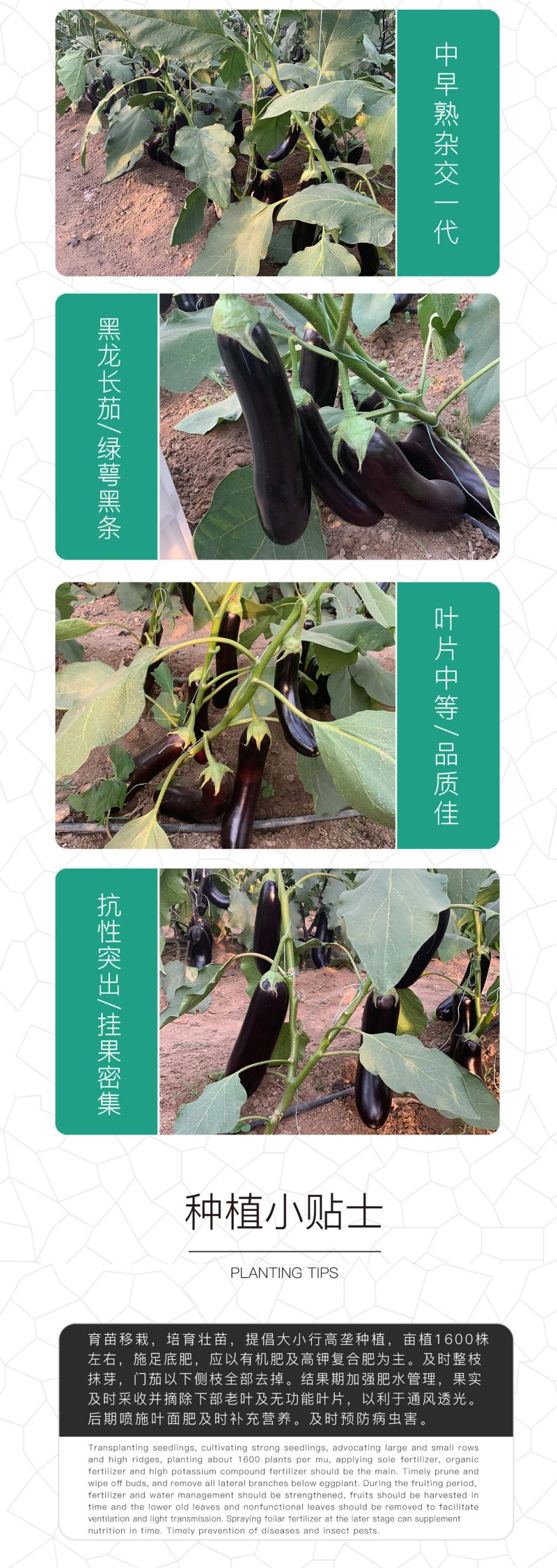 中科茂华蔬菜种子中科黑龙茄子种子绿萼黑长茄黑又亮白绿