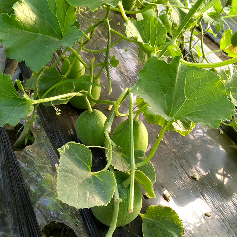 中科茂华瓜果种子茂华芝麻脆甜瓜种子绿皮红肉少籽