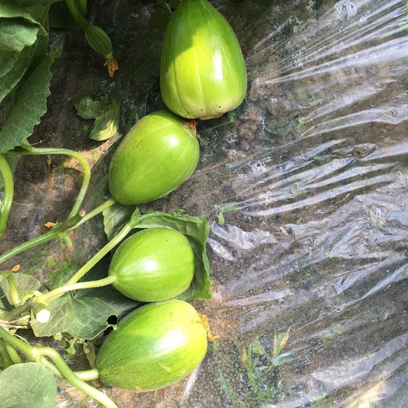 中科茂华瓜果种子茂华芝麻脆甜瓜种子绿皮红肉少籽