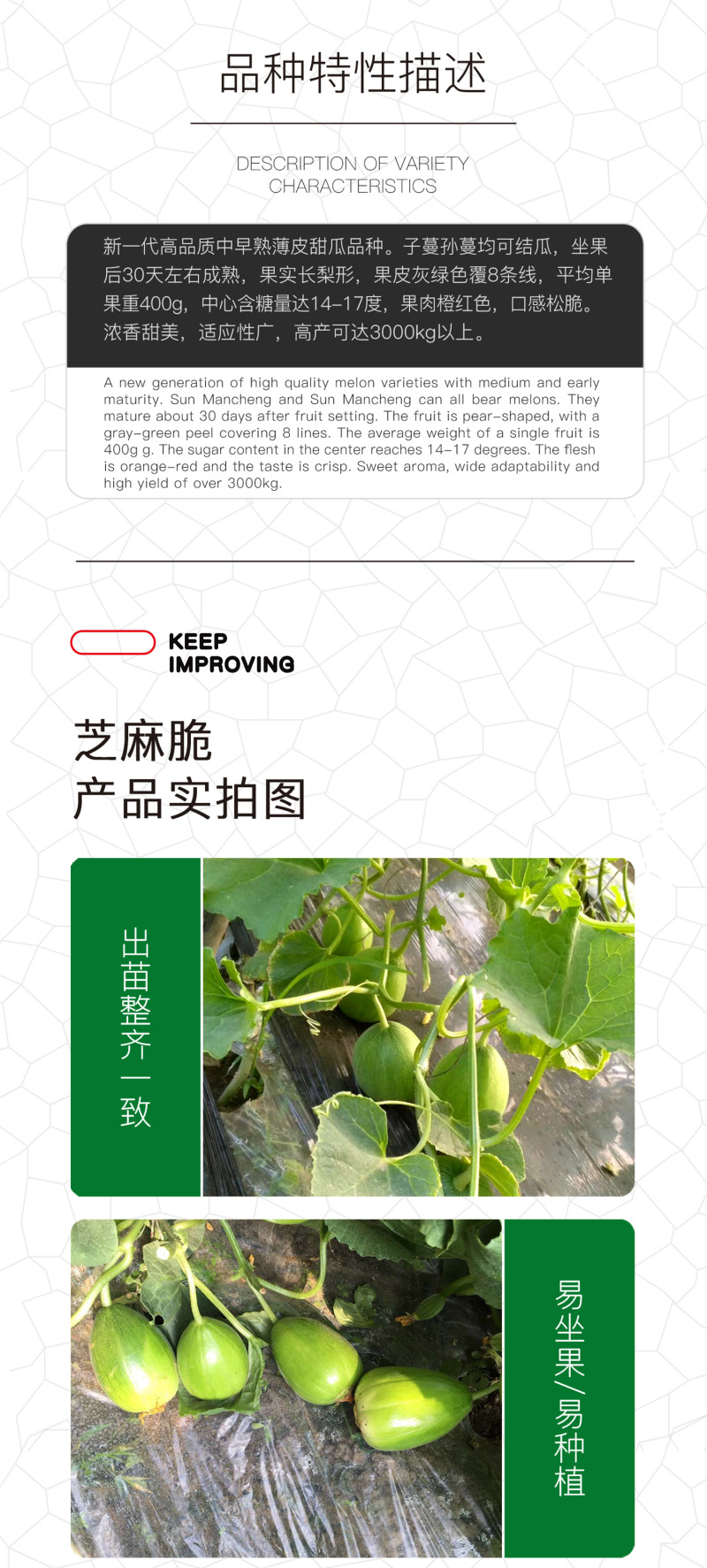 中科茂华瓜果种子茂华芝麻脆甜瓜种子绿皮红肉少籽