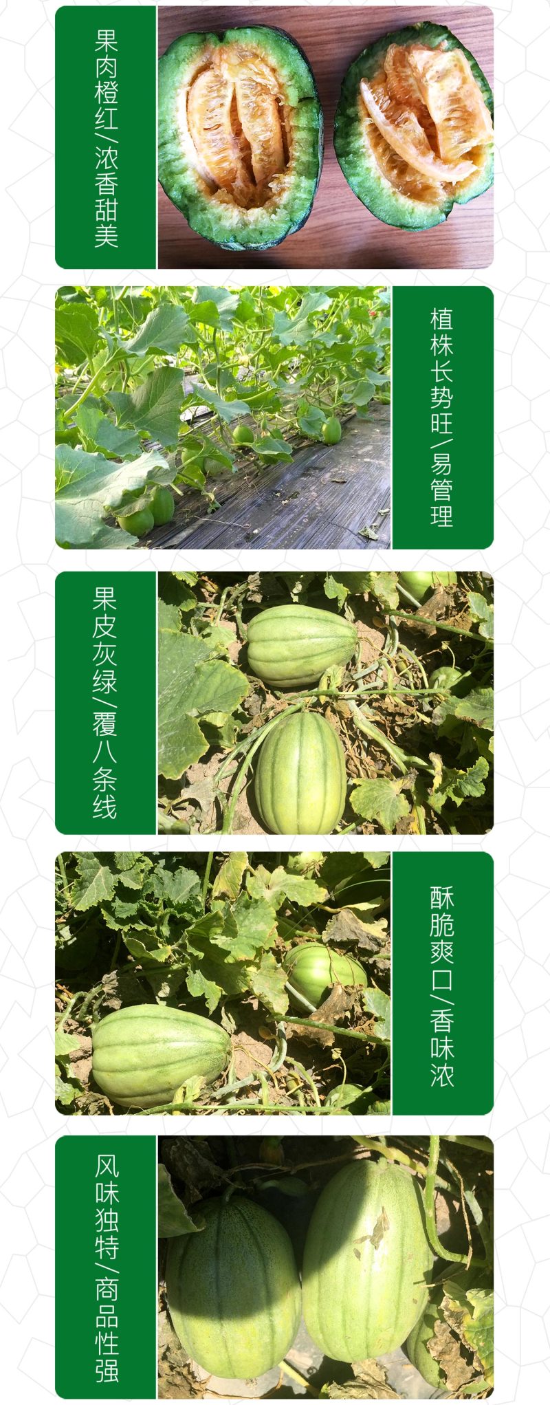 中科茂华瓜果种子茂华芝麻脆甜瓜种子绿皮红肉少籽