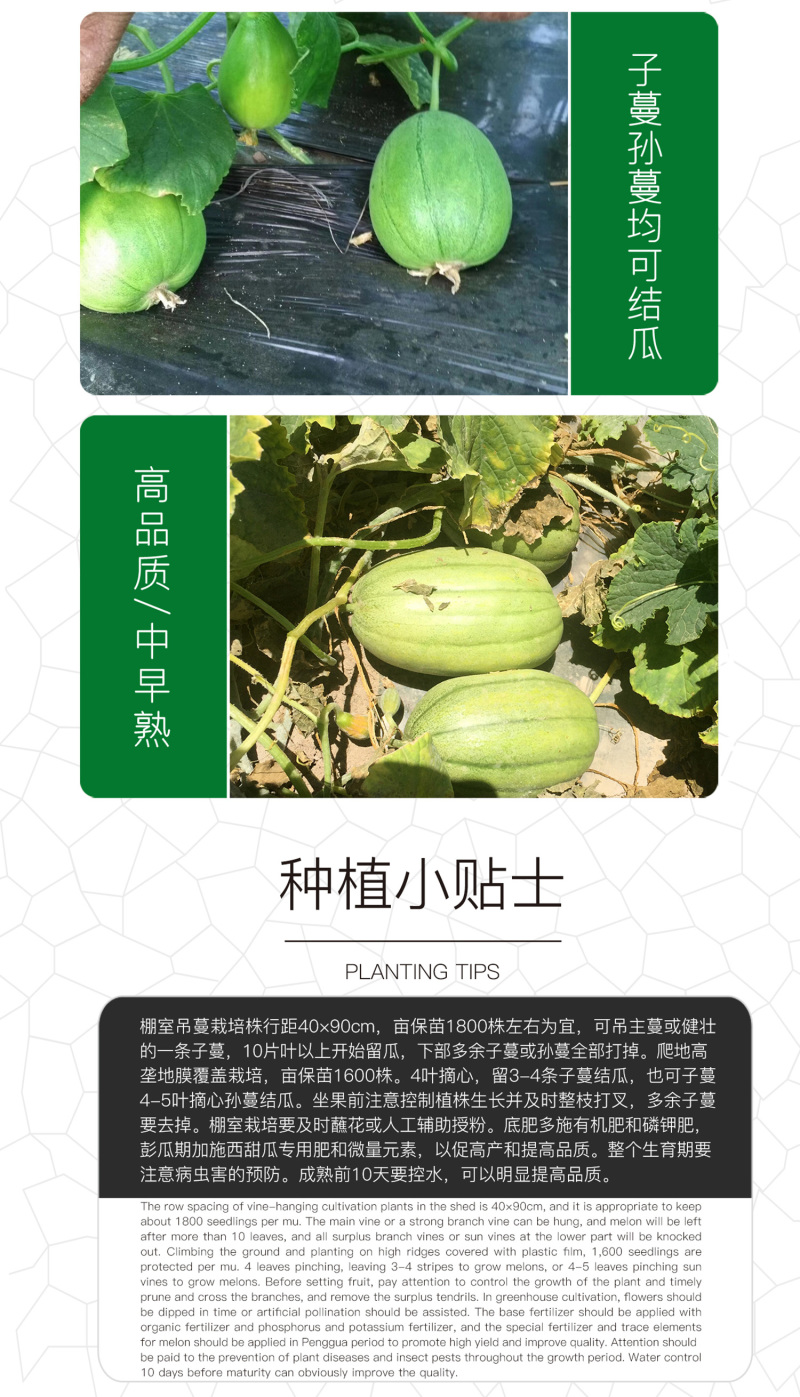 中科茂华瓜果种子茂华芝麻脆甜瓜种子绿皮红肉少籽