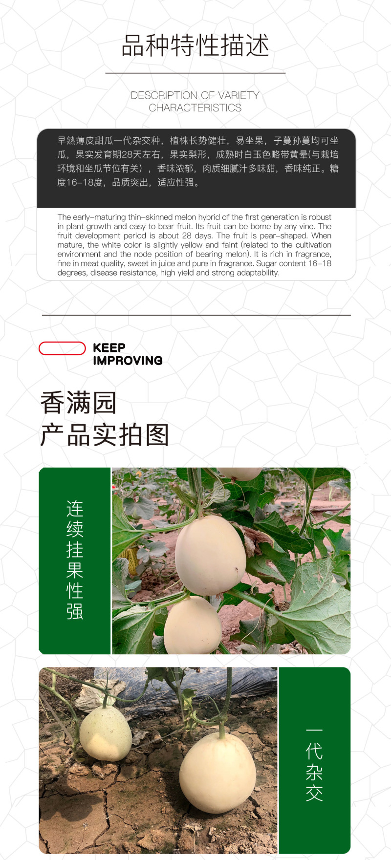 中科茂华瓜果种子杂交一代香满园白皮带黄润甜瓜种子