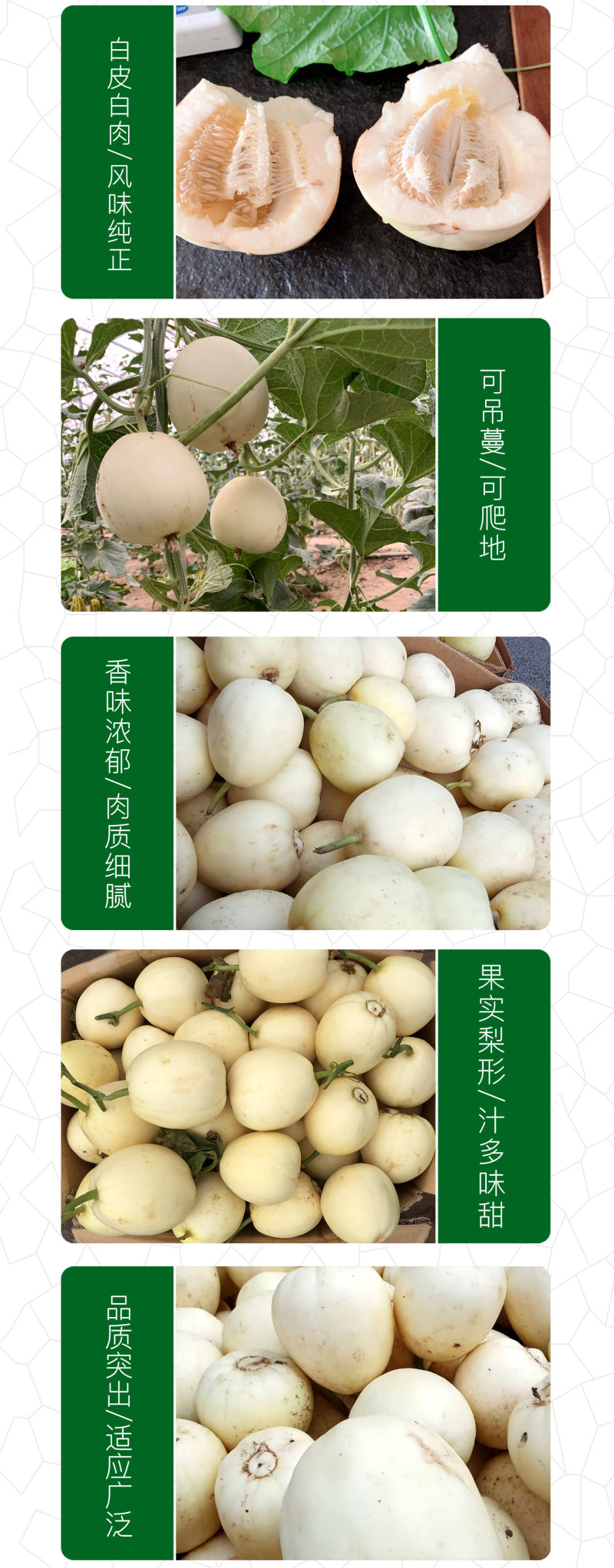 中科茂华瓜果种子杂交一代香满园白皮带黄润甜瓜种子