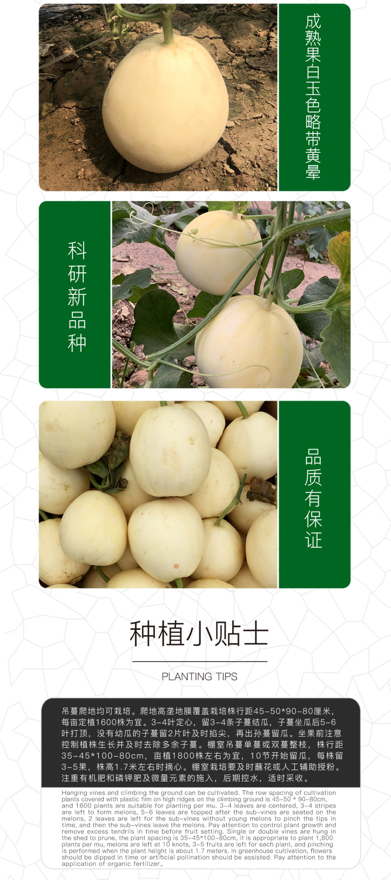 中科茂华瓜果种子杂交一代香满园白皮带黄润甜瓜种子