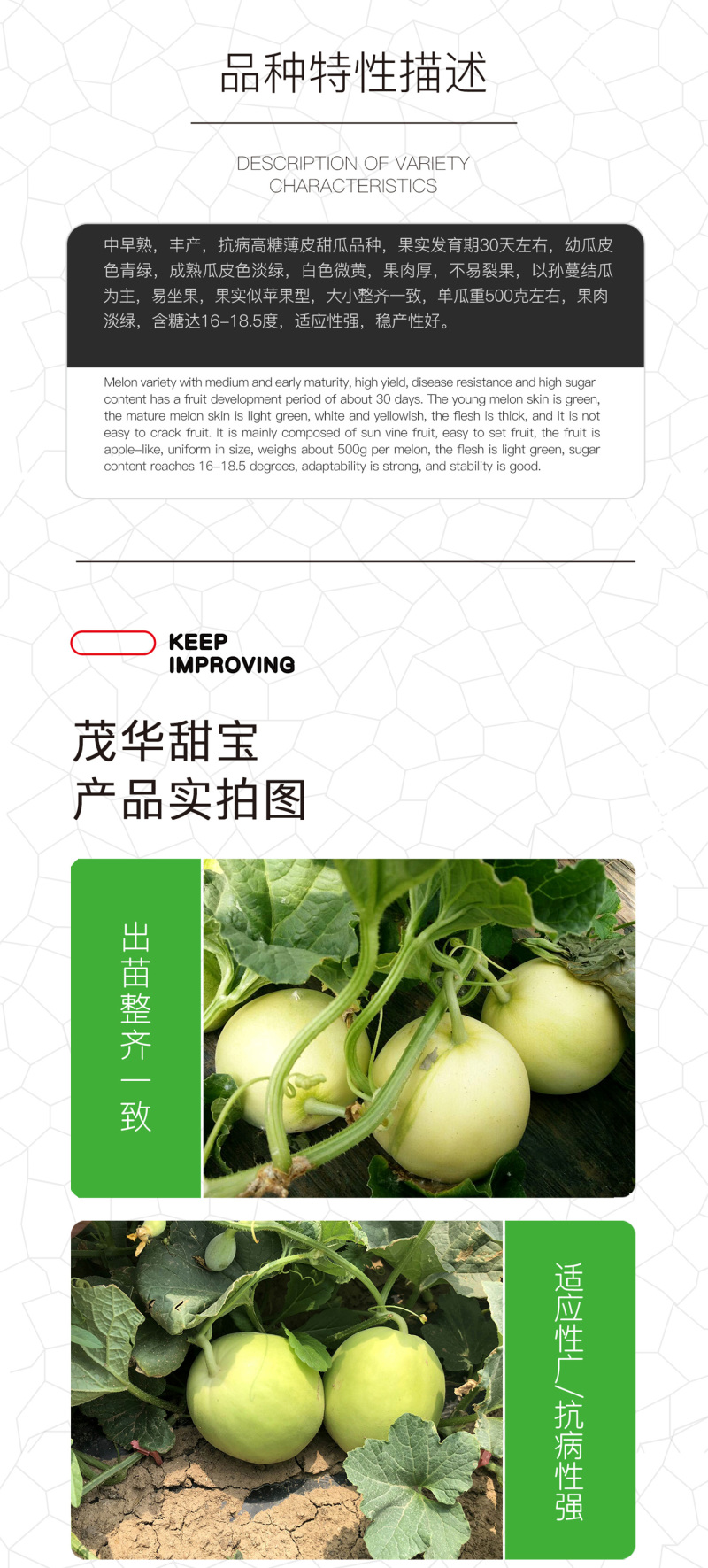 中科茂华水果种子茂华新甜宝甜瓜种子黄绿皮高糖香瓜種