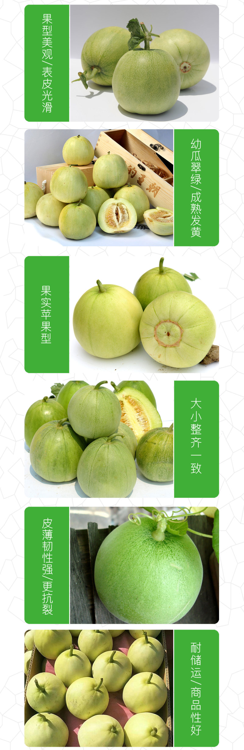中科茂华水果种子茂华新甜宝甜瓜种子黄绿皮高糖香瓜種