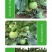 中科茂华水果种子茂华新甜宝甜瓜种子黄绿皮高糖香瓜種