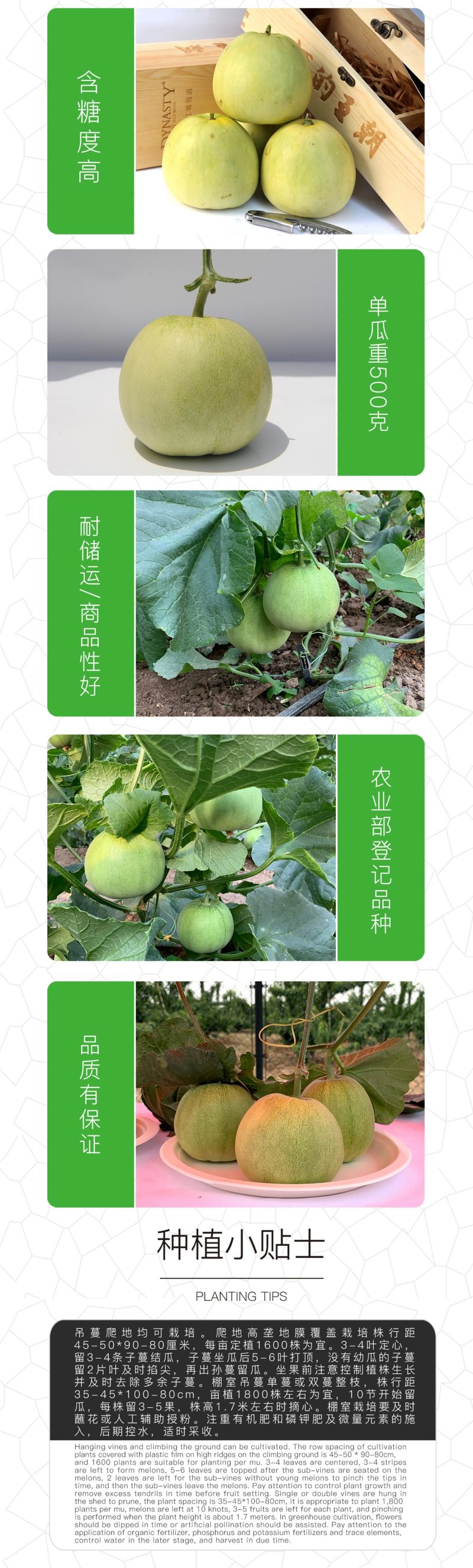 中科茂华水果种子茂华新甜宝甜瓜种子黄绿皮高糖香瓜種