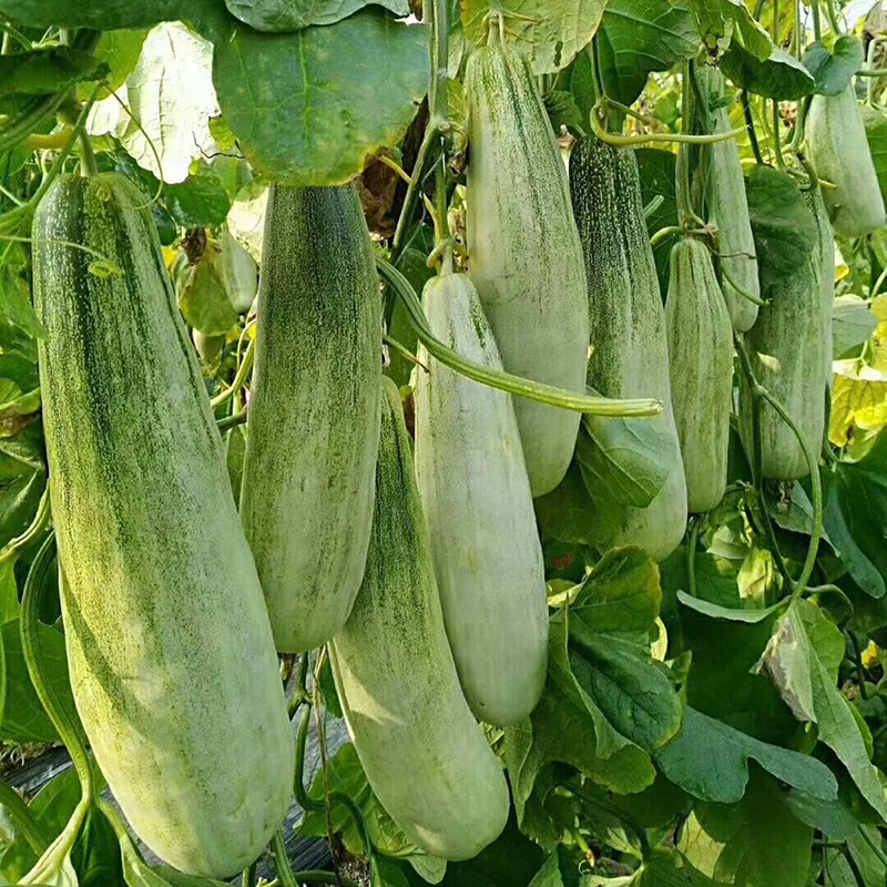 中科茂华瓜果种子香酥羊角脆甜瓜种子羊角蜜酥脆香瓜種子