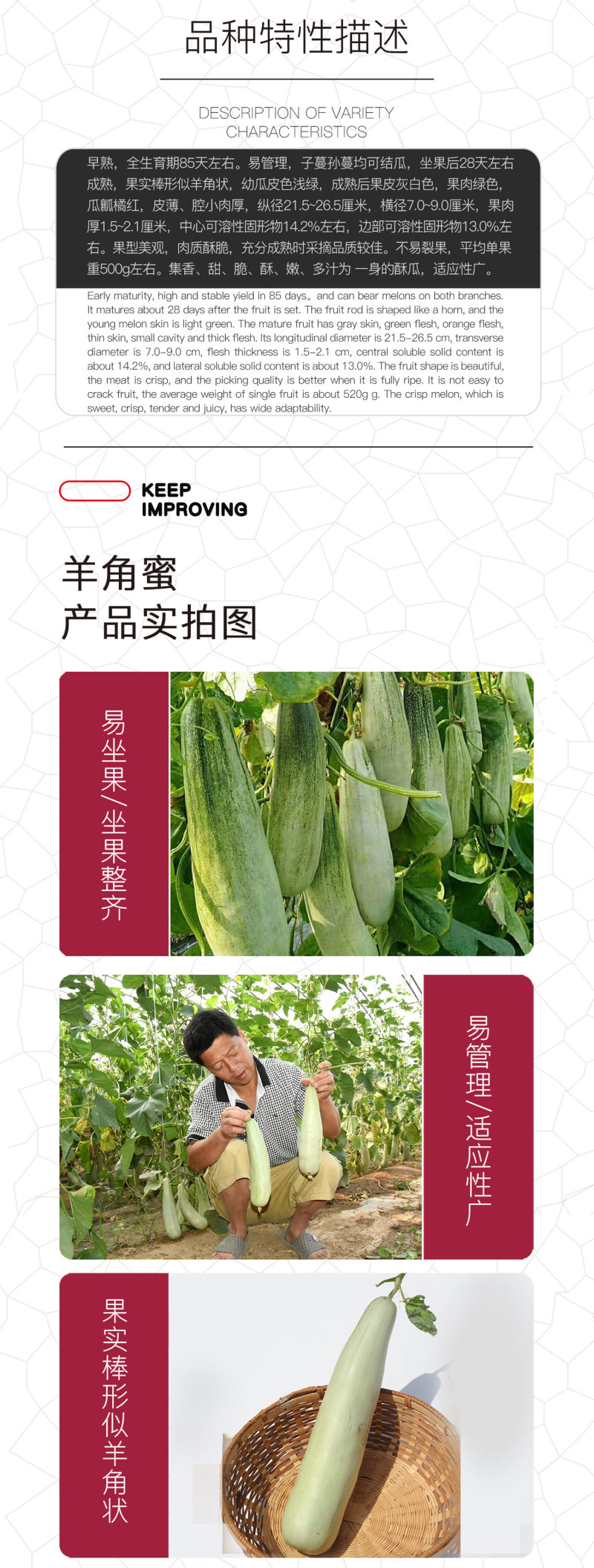 中科茂华瓜果种子香酥羊角脆甜瓜种子羊角蜜酥脆香瓜種子