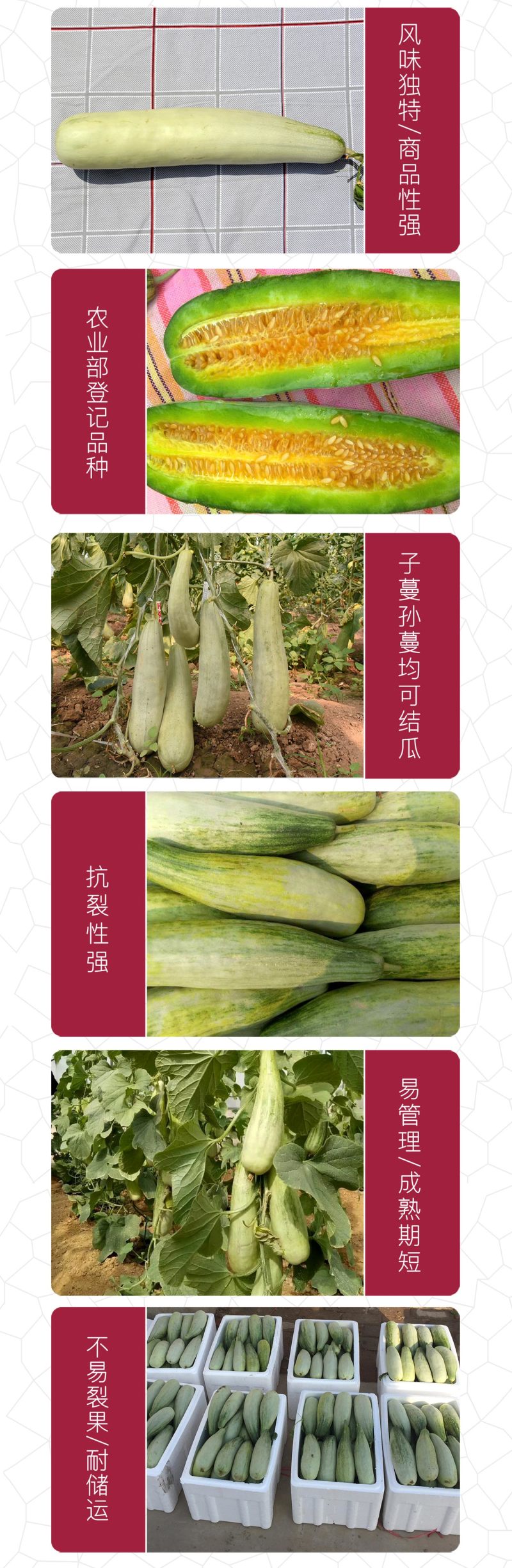 中科茂华瓜果种子香酥羊角脆甜瓜种子羊角蜜酥脆香瓜種子