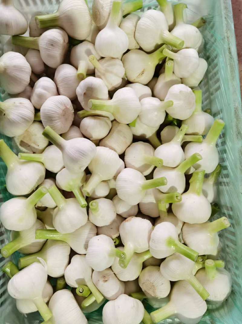 山东优质大蒜鲜蒜头今年鲜蒜
