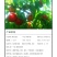 油桃